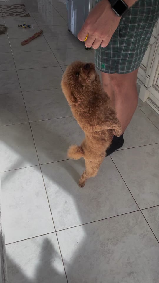A brown poodle before learning a new move